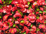 フリー写真素材012「赤い花」