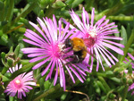 フリー写真素材040「紫の花と蜂」