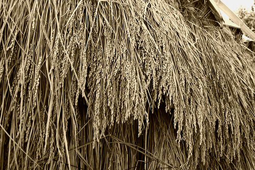2016年9月撮影のフリー写真素材163「干した稲（セピア色）」