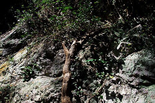 2016年9月撮影のフリー写真素材226「岩と草木」