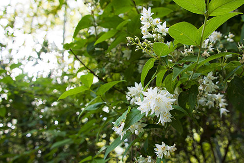 2017年6月撮影のフリー写真素材54「森の中の白い花」