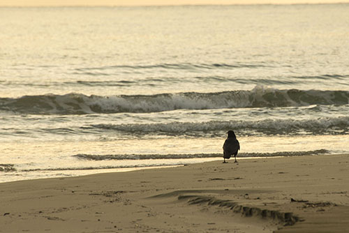 フリー写真素材227「海岸を見つめるカラス」