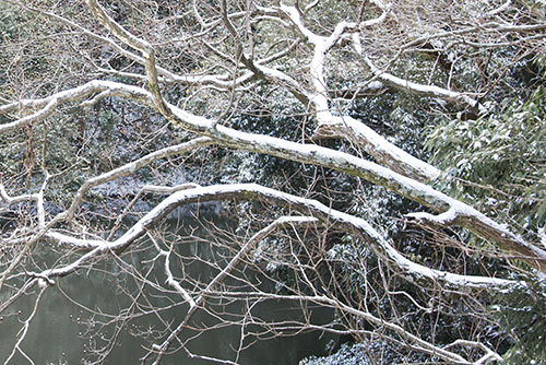 フリー写真素材252「木に積もった雪」