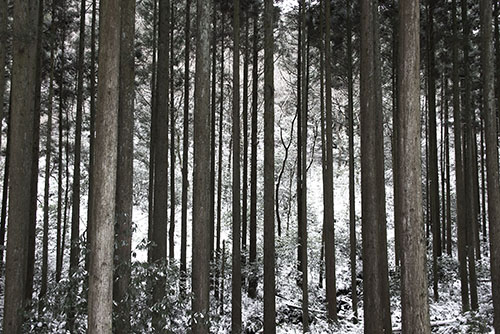 フリー写真素材259「森林と雪」