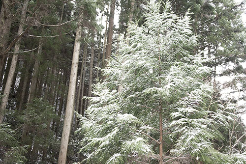 フリー写真素材262「森に積もった雪」
