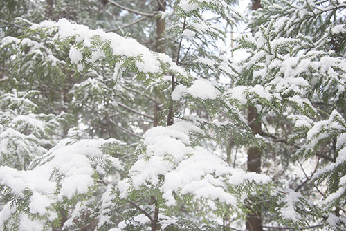 フリー写真素材277「森の中の雪」