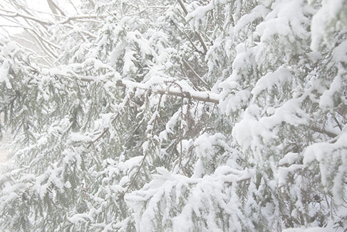フリー写真素材279「森に積もった雪」