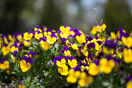 黄色と紫色の花