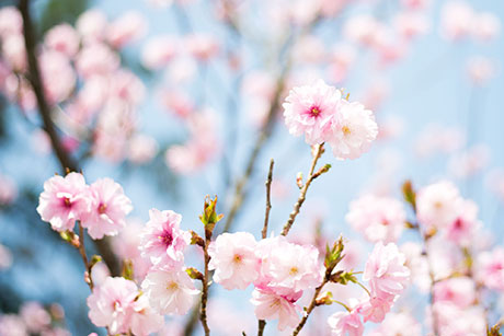 桜のフリー写真素材3