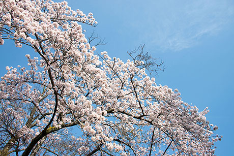 桜のフリー写真素材9