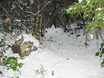 フリー写真素材216「森と雪」