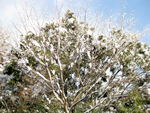 フリー写真素材195「木と雪」