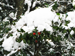 フリー写真素材197「赤い花と雪」