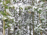 フリー写真素材183「冬の森林」
