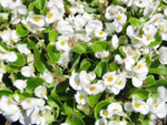 フリー写真素材010「白い花」