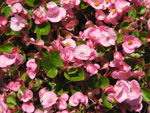 フリー写真素材011「ピンク色の花」