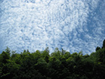 フリー写真素材021「森と青空」