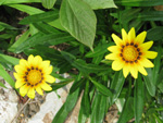 フリー写真素材042「黄色い花」