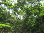 フリー写真素材044「緑の木々」