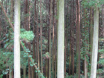 フリー写真素材045「真っ直ぐな木々」