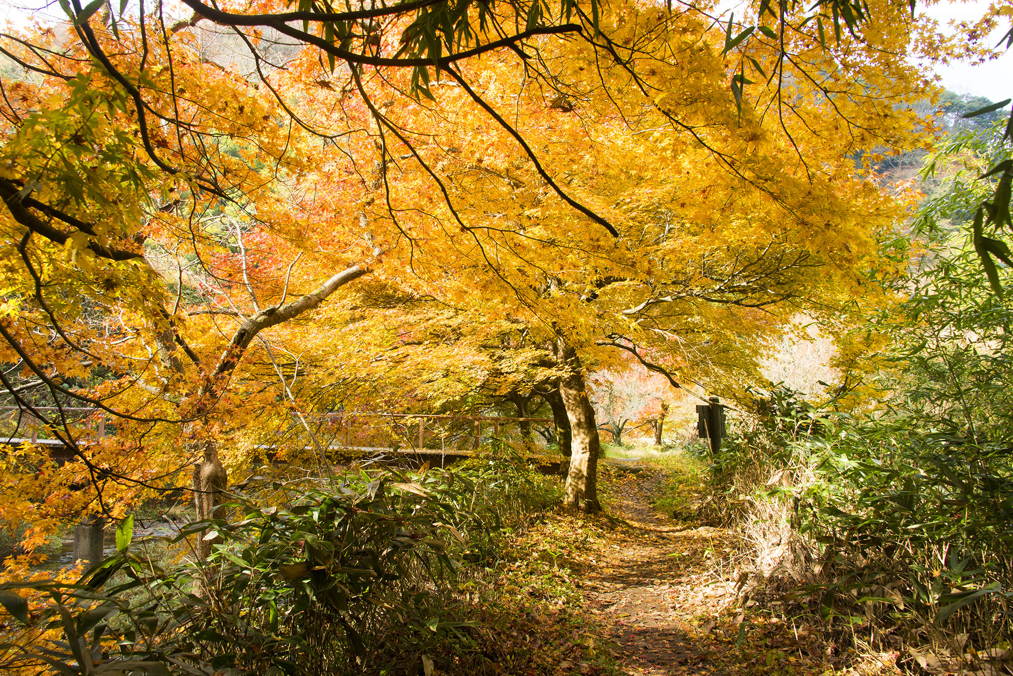日本の風景写真8 紅葉 14年11月撮影 フリー写真素材 カフィネット