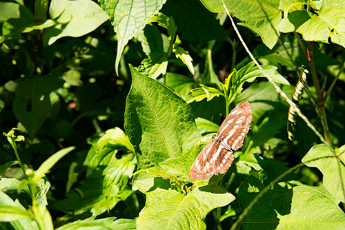 2016年9月撮影のフリー写真素材177「茶色い蝶々」