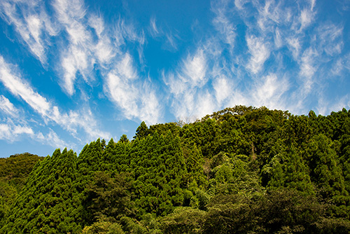 2016年9月撮影のフリー写真素材186「青空と木々」