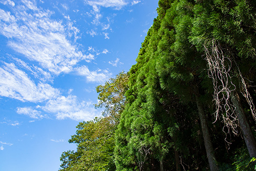 2016年9月撮影のフリー写真素材187「青空と木々」