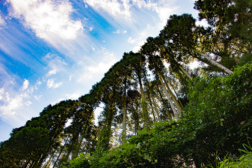 2016年9月撮影のフリー写真素材188「青空と木々」