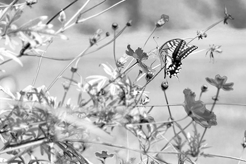 2016年9月撮影のフリー写真素材37「蝶々」