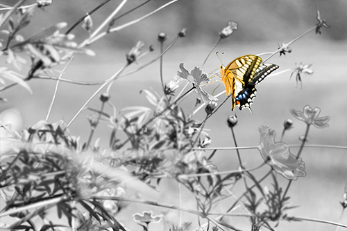 2016年9月撮影のフリー写真素材38「蝶々」