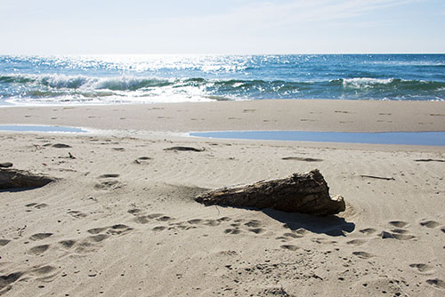 2017年6月撮影のフリー写真素材111「砂浜に埋まった流木」