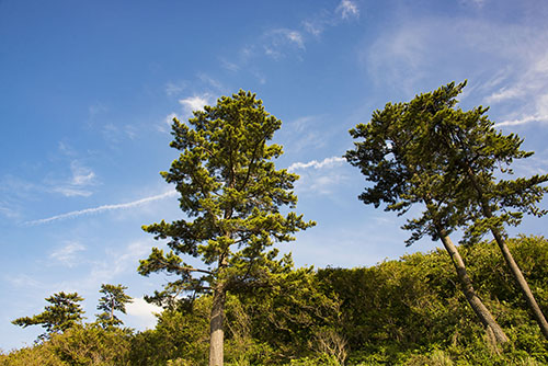 2017年6月撮影のフリー写真素材126「青空と木」