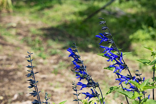 2017年6月撮影のフリー写真素材47「青色の花」