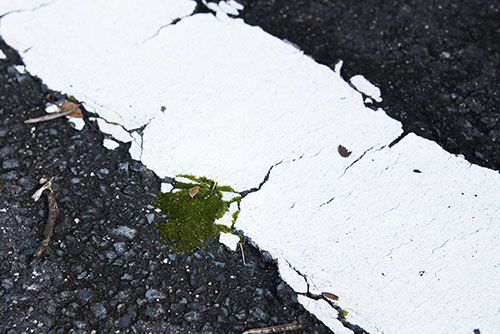 2017年6月撮影のフリー写真素材7「舗装道路の苔」