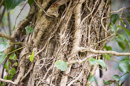 フリー写真素材194「蔦が巻き付いた木」