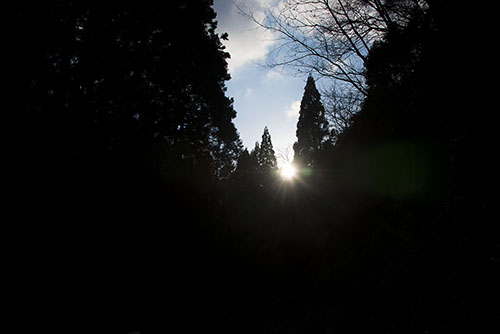 フリー写真素材209「森に射す光」
