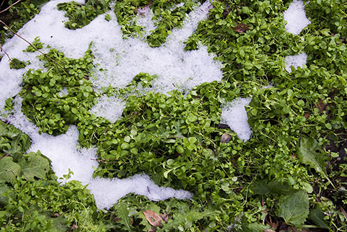 フリー写真素材210「草と残雪」