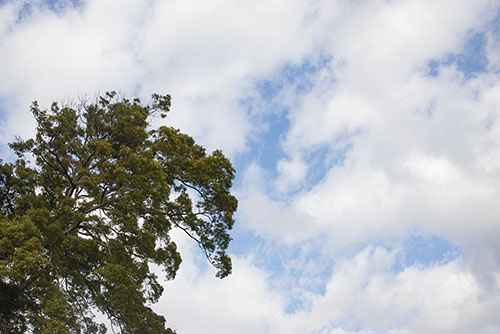 フリー写真素材219「青空と木」