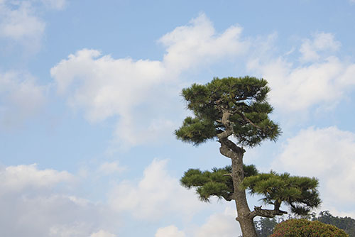 フリー写真素材221「青空と松の木」