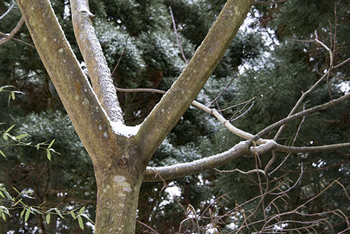 フリー写真素材237「木に積もった雪」