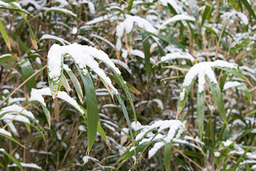 フリー写真素材239「草に積もった雪」