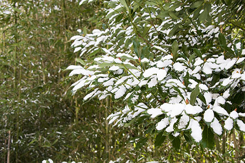 フリー写真素材241「葉に積もった雪」