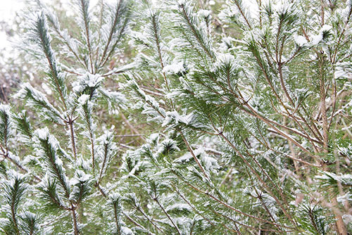 フリー写真素材242「松に積もった雪」