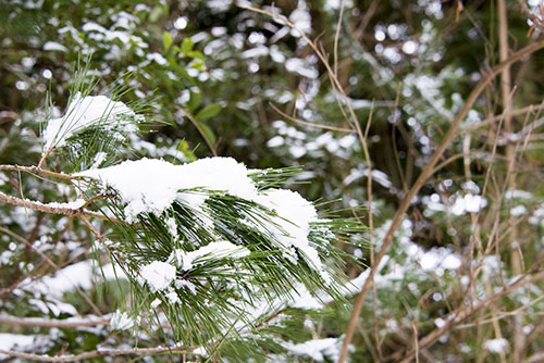フリー写真素材243「松に積もった雪のアップ」