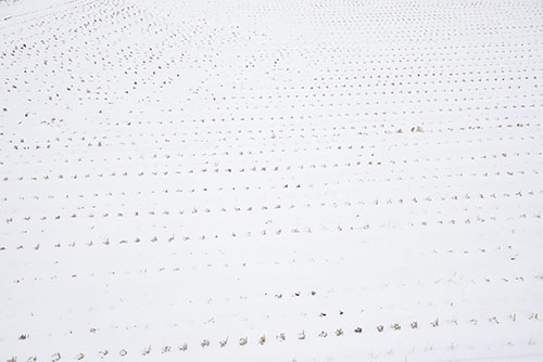 フリー写真素材249「雪が積もった田んぼ」