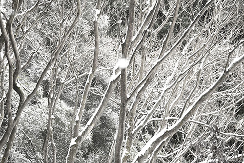 フリー写真素材260「雪が降る森」