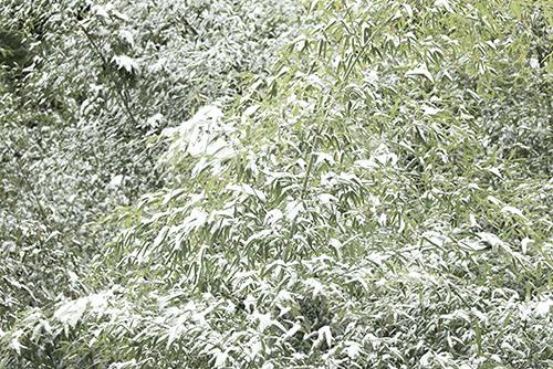 フリー写真素材261「笹に積もった雪」