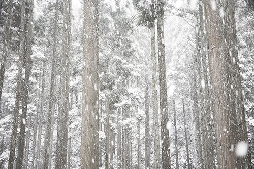 フリー写真素材264「森林に降る雪」