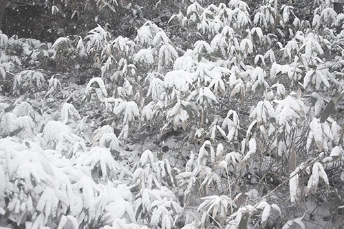 フリー写真素材265「草に積もった雪」